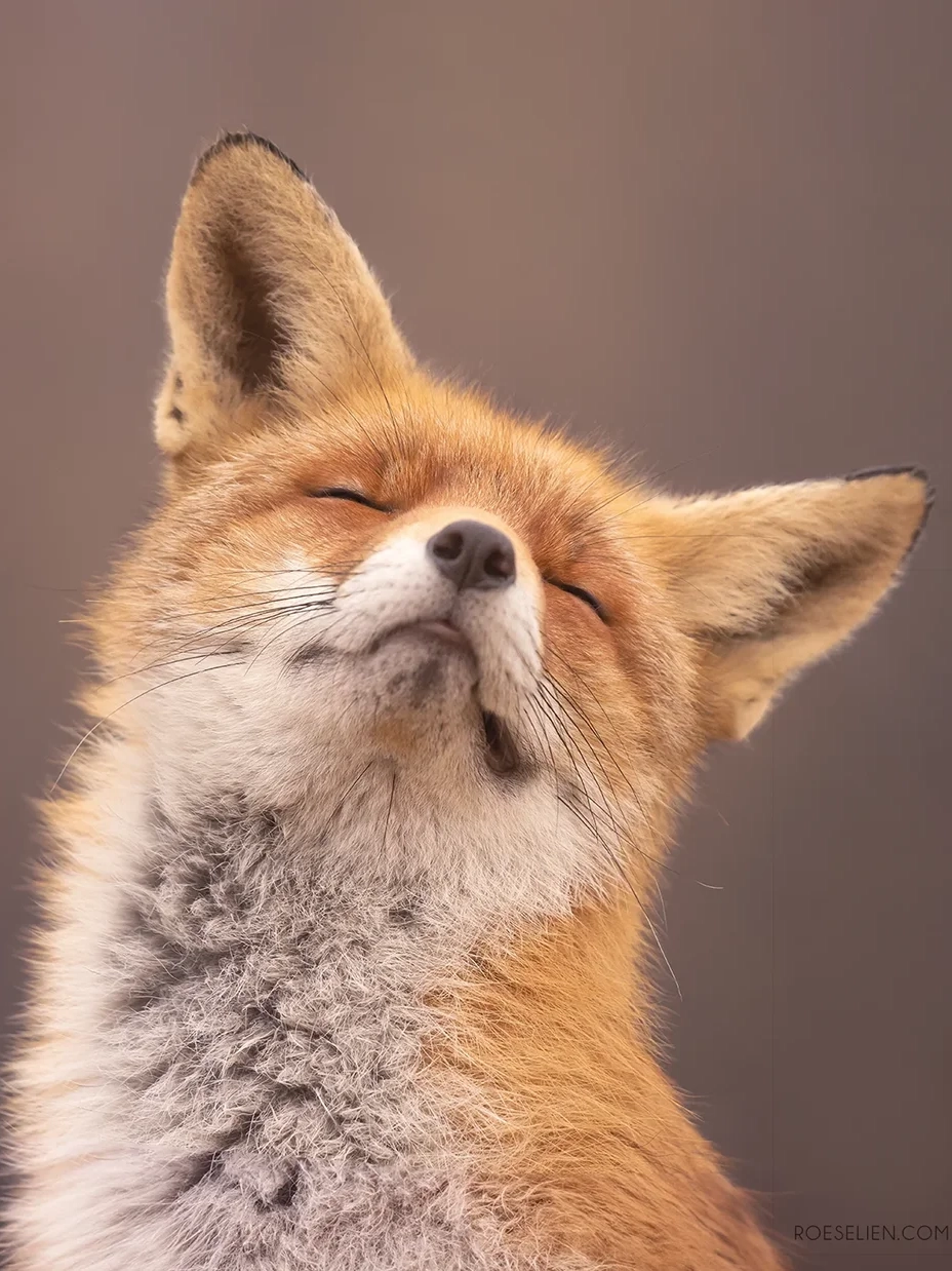 Foxes avatar