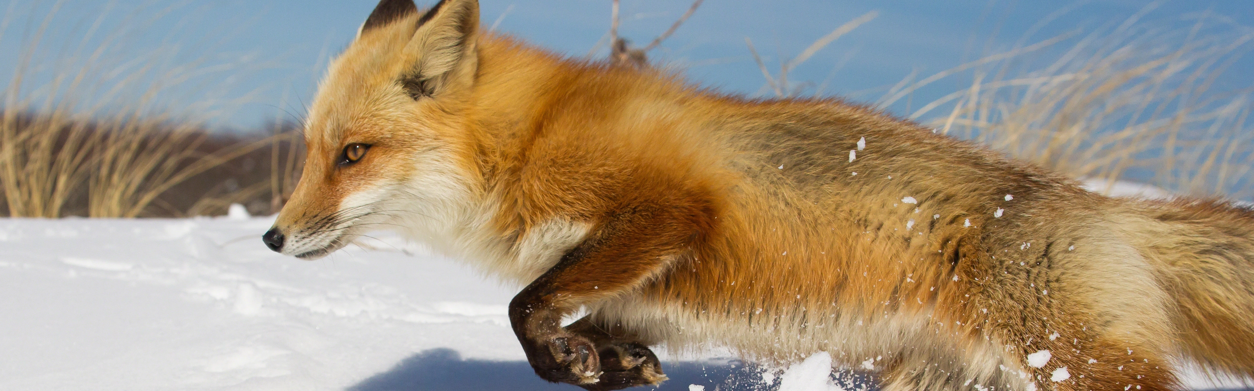 Foxes banner