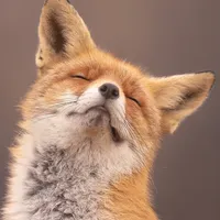 Foxes avatar